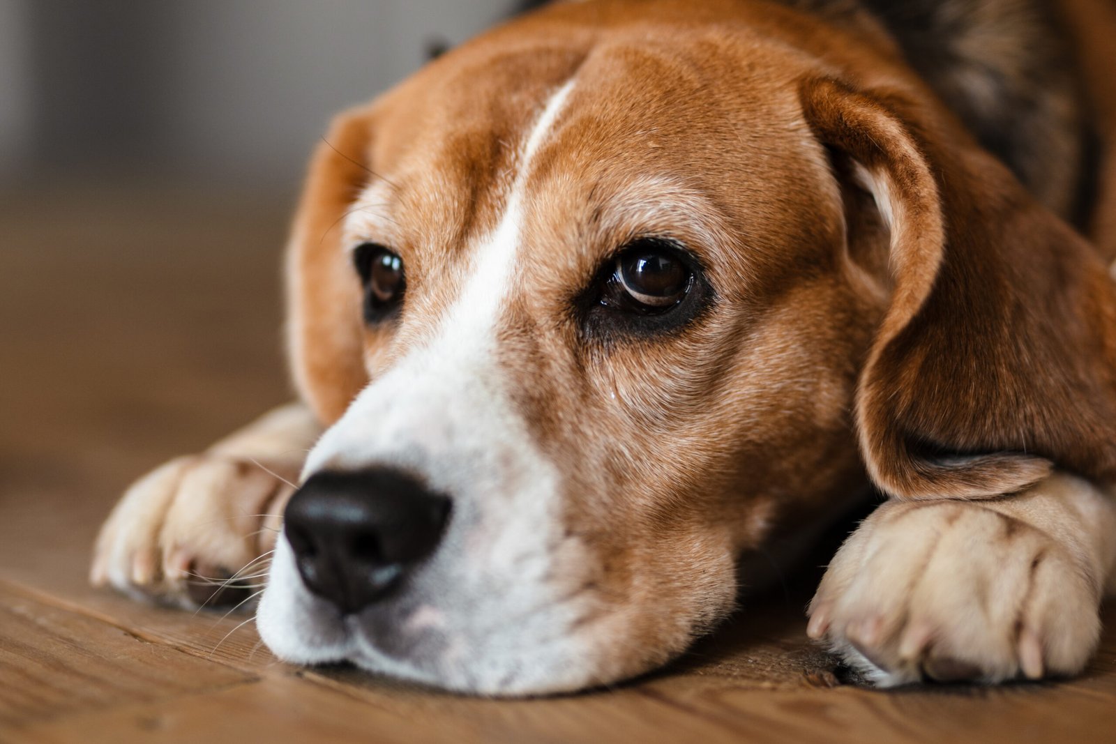 ¿Cómo hacer que mi perro duerma en su cama y no en el piso? Consejos y recomendaciones