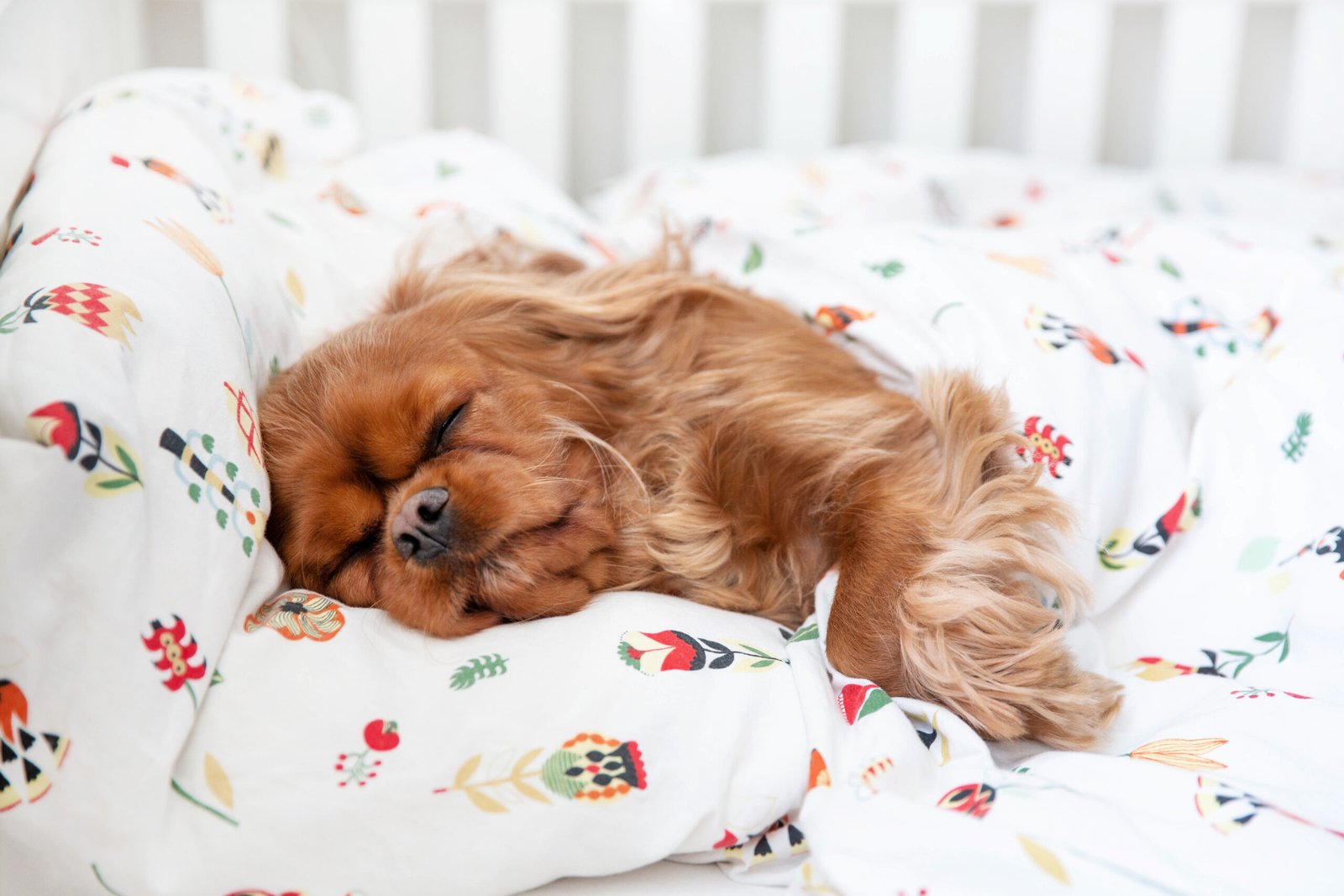 Pastillas para Dormir a un Perro: Lo que Debes Saber