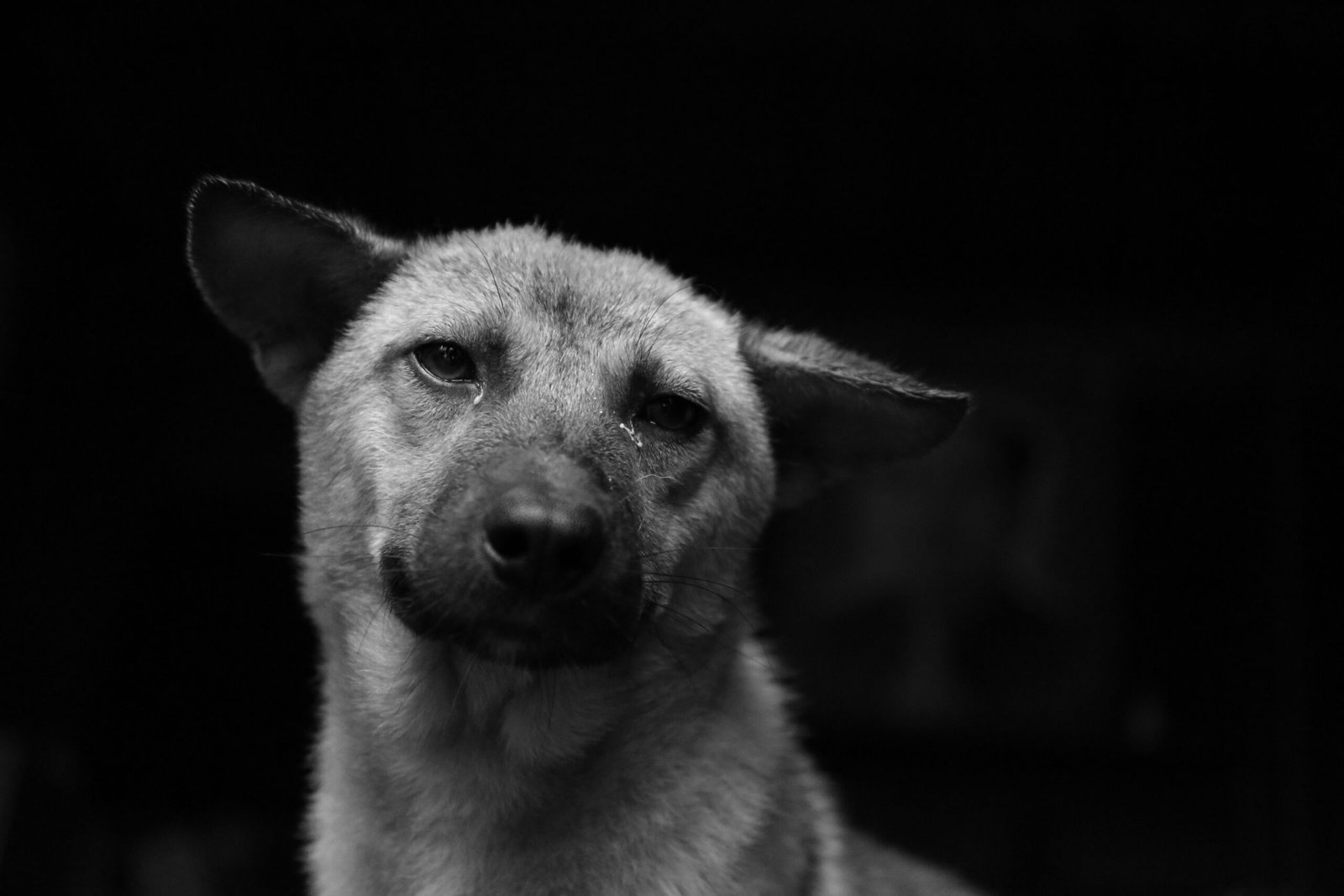 ¿Por qué llora un perro en la noche?