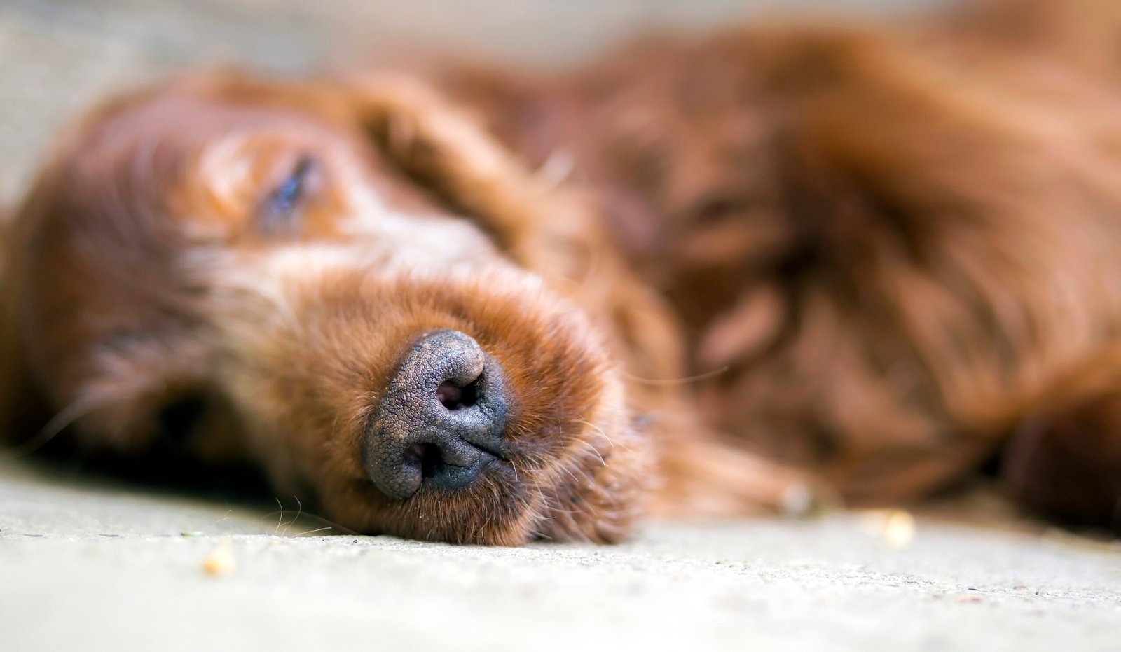 ¿Cuánto duermen los perros mayores?