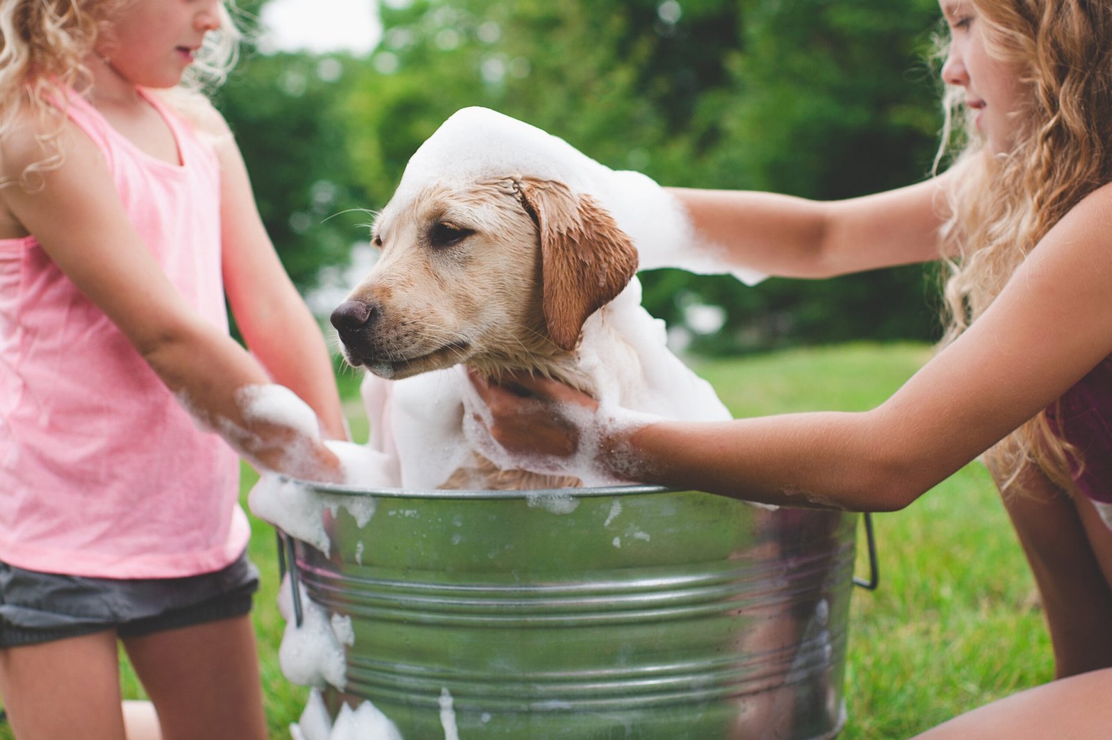 Los mejores productos para perros del 2024 🐶