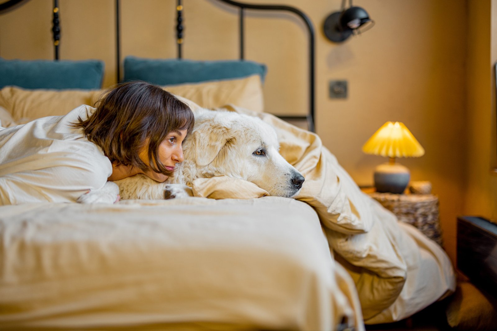 ¿Cuál es el mejor lugar para la cama de un perro?