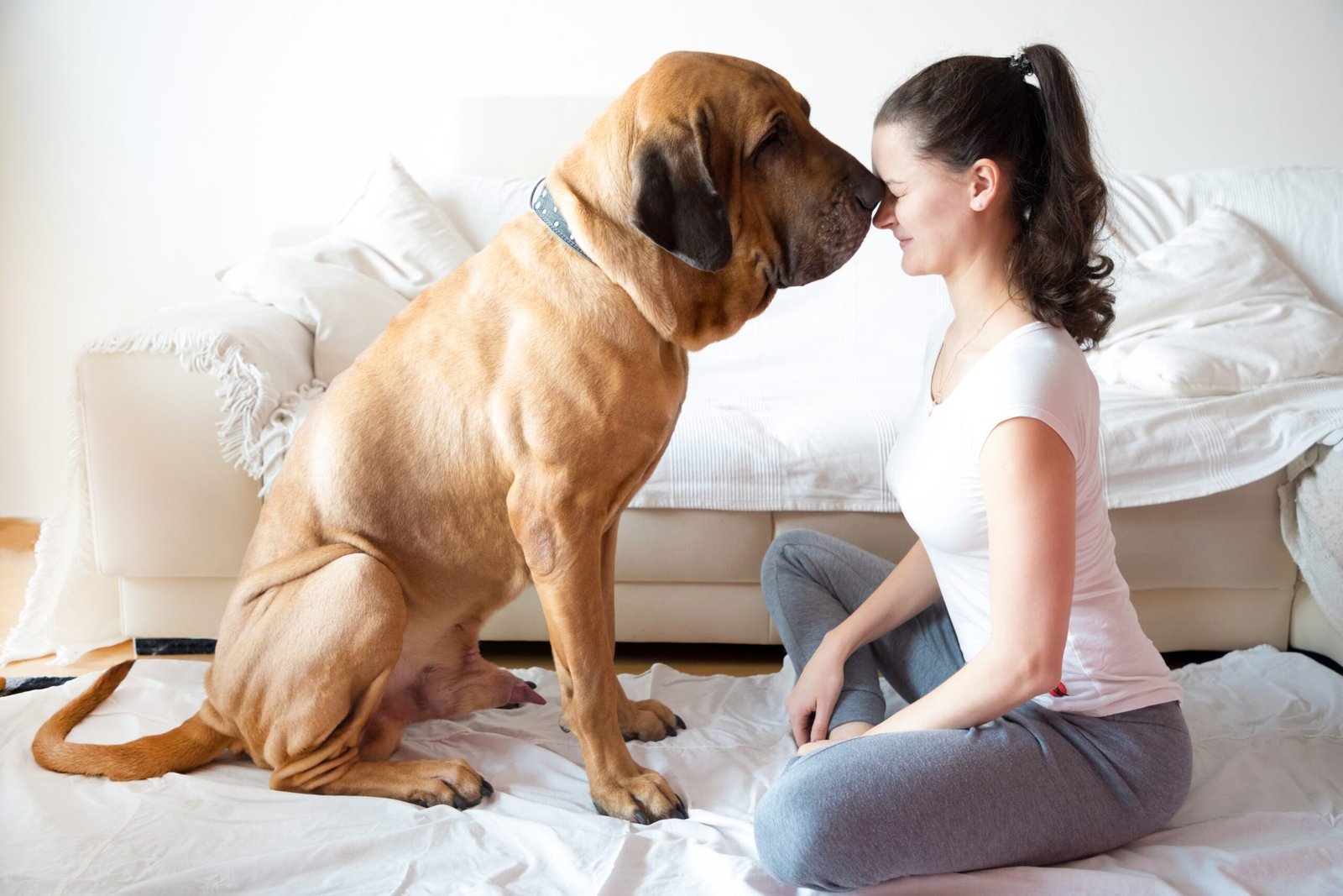 ¿Cuánto mide una cama para perro grande?